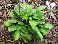 Janet Hosta / Hosta 